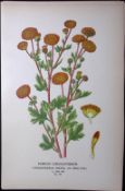 Pompon Chrysanthemum Edward Step Rare Antique Botanical Book Plate-150