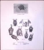 Various Bats In Repose Rare Limited-Edition J.G. Millais Antique Print.