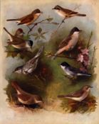 Thorburn Antique Scarce Large Bird Lithograph Garden Birds-5.