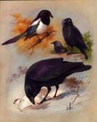 Thorburn Antique Scarce Bird Lithograph Magpie, Raven, Jackdaw-20.