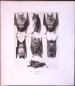 Greater Horseshoe Bat Rare Limited-Edition J.G. Millais Heliogravure Print.