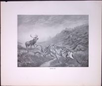 Fighting Stag Driven Out Rare Limited-Edition JG Millais Antique Print.