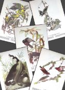 Job-Lot John James Audubon Birds of America 72-Year-Old Coloured Book Plates-30
