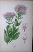 Sedum Spectabile Flower Edward Step Rare Antique Botanical Book Plate-97