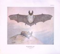 Bechstein’s Bat Rare Limited-Edition J.G. Millais Antique Print.