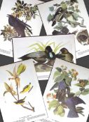 Job-Lot John James Audubon Birds of America 72-Year-Old Coloured Book Plates-28