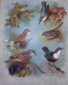 Thorburn Antique Scarce Lithograph Goldcrest, Wren Sparrow, Nuthatch-9