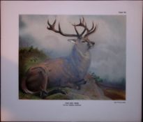 The Red Deer Rare Limited-Edition 121-Year-Old Antique JG Millais Print.
