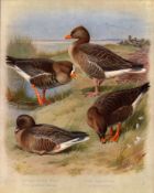 Antique Scarce Large Coloured Bird Illustration The Goose Family-43.