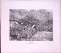 Weasel On The Move Rare Limited-Edition J.G. Millais Antique Print.