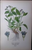 Venus Navelwort Edward Step Rare Antique Botanical Book Plate-193