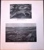 Grey Seals Moving In a Herd Rare Limited-Edition J.G. Millais Antique Print.