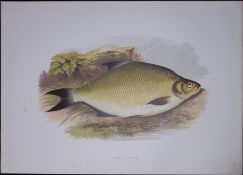 Common Bream Rev Houghton British Freshwater Fish 1879 Scarce Engraving-28
