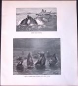 Common Seals Fighting Limited-Edition J.G. Millais Antique Print.