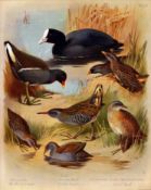 Archibald Thorburn Antique Scarce Large Bird Print Marshland Varieties - 59.