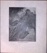 Badgers Attacking Wasp Nest Rare Limited-Edition J.G. Millais Antique Print.