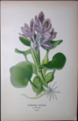 Garden Hyacinth Edward Step Rare Antique Botanical Book Plate-277