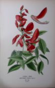Coral Tree Edward Step Rare Antique Botanical Book Plate-69