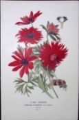 Flame Anemone Edward Step Rare Antique Flower Book Plate-4