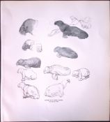 Studies of a Young Walrus Rare Limited-Edition J.G. Millais Antique Print.