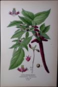 Love Lies Bleeding Edward Step Rare Antique Botanical Book Plate-227