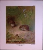 The Common Field-Vole Rare Limited-Edition Coloured Antique Print-76.