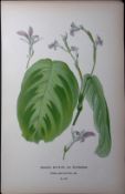 The Prayer Plant Edward Step Rare Antique Botanical Book Plate-247