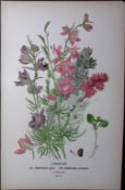 Larkspurs Edward Step Rare Antique Botanical Book Plate-10