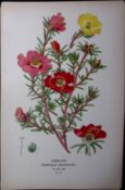 Purslane Edward Step Rare Antique Botanical Book Plate-43