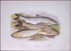 Grayling, Gwyniad, Vendace Rev Houghton British Freshwater Fish 1879 Scarce Engraving-10