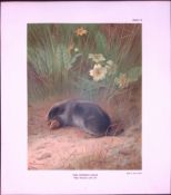 The Common Mole Rare Limited-Edition Coloured Antique Print-57.