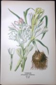 St Josephs Staff Edward Step Rare Antique Botanical Book Plate-265