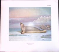 The Ringed Seal Rare Limited-Edition Coloured Antique Print-37.
