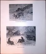 Stags, Boars & Wolves Rare Limited-Edition J.G. Millais Antique Print