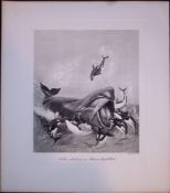 Killer Orca Whales Attacking Atlantic Whale Rare Limited-Edition Antique Print-2.