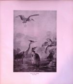 Otter & Heron Rare Limited-Edition Coloured Antique Print-68.