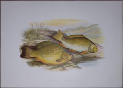 Crucian & Prussian Carp Rev Houghton British Freshwater Fish 1879 Scarce Engraving-37