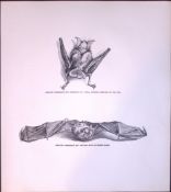 Greater Horseshoe Bat Climbing Rare Limited-Edition J.G. Millais Antique Print.