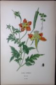 Loasa Latertia Alpine Edward Step Rare Antique Botanical Book Plate-109