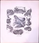 Studies of Wild Cats Rare Limited-Edition J.G. Millais Antique Print.