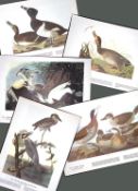 Job-Lot John James Audubon Birds of America 72-Year-Old Coloured Book Plates-1