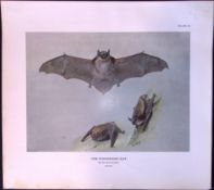 The Whiskered Bat Rare Limited-Edition Coloured Antique Print-58.