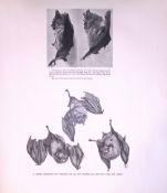 Lesser Horseshoe Bat Dressing His Fur Rare Limited-Edition J.G. Millais Antique Print.