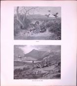 Wild Cats On the Move Rare Limited-Edition J.G. Millais Antique Print.