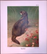 The Polecat Rare Limited-Edition Coloured Antique Print-92.