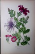 Hybrid Petunias Flower Edward Step Rare Antique Botanical Book Plate-200