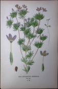 False Babystars Edward Step Rare Antique Botanical Book Plate-186
