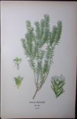 Phylica Epicoides Edward Step Rare Antique Botanical Book Plate-63