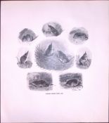 Sketches The Common Shrews Rare Limited-Edition J.G. Millais Antique Print.