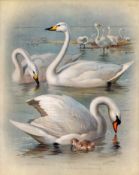 Antique Scarce Large First Edition Bird Lithograph Beautiful Swans-45